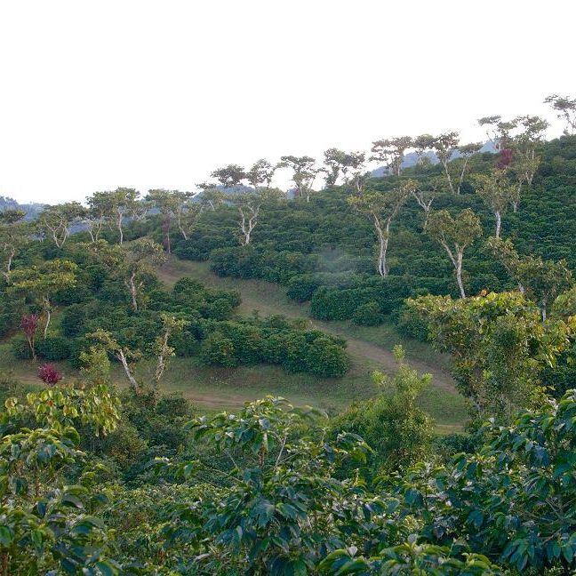 Timor