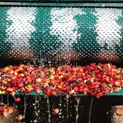 Guatemala- Huehue Washed