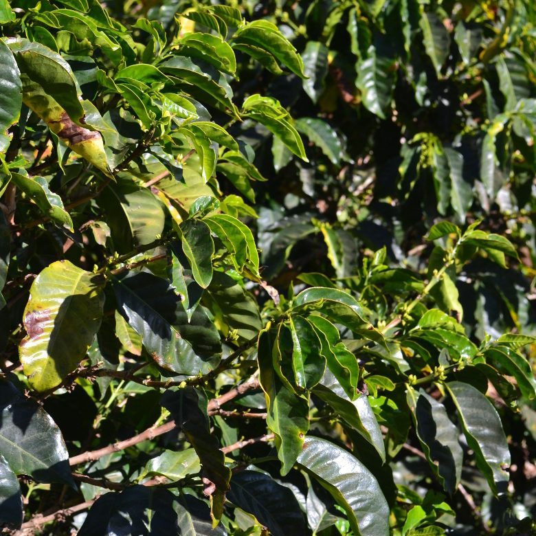 Brazil- Cerrado Natural