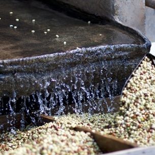 Ethiopia- Yirgacheffe Washed